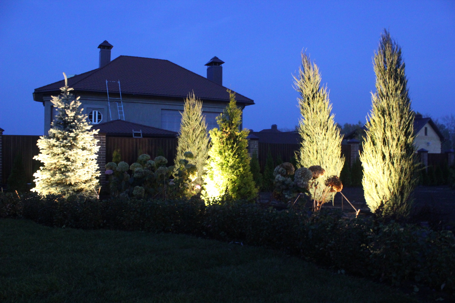 подсветка можжевельника подсветка туй, подсветка растений, свет ландшафтный